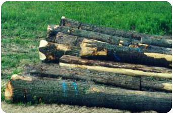 Log landings used to load trucks