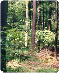Forest recently harvested by Advantage Forestry