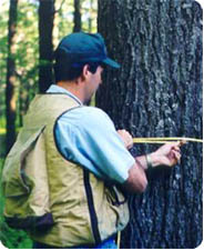 Forester measuring the diameter of a tree